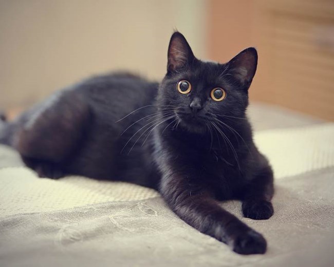 Mèo Mun - Đặc điểm, phân loại và ý nghĩa trong các nền văn hoá - 7