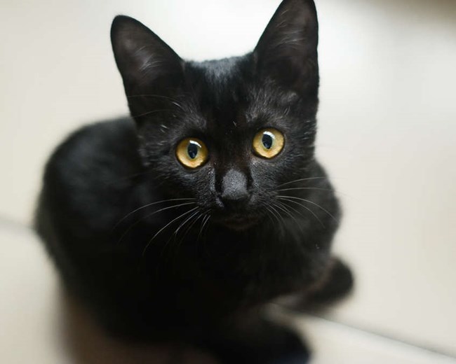 Mèo Mun - Đặc điểm, phân loại và ý nghĩa trong các nền văn hoá - 5