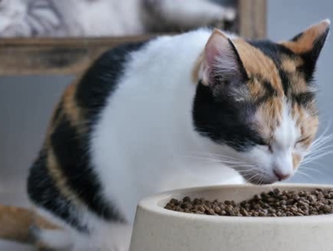 Mèo Tam thể - Nguồn gốc, đặc điểm và cách nuôi - 11