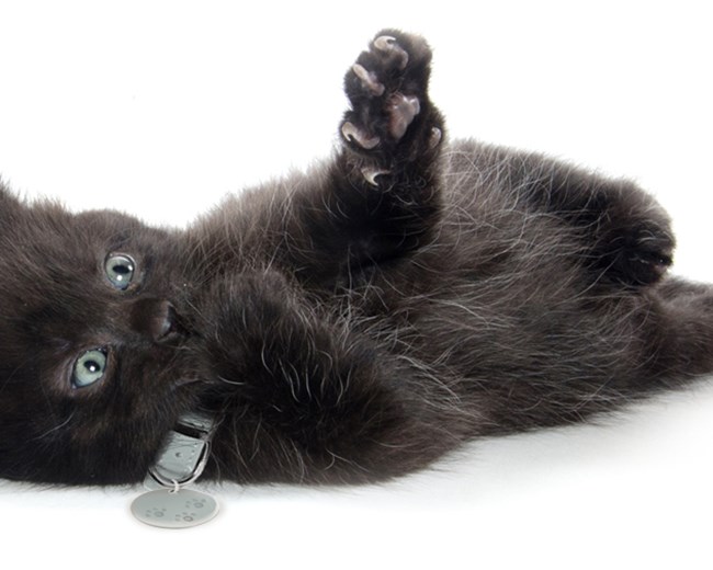 Mèo Mun - Đặc điểm, phân loại và ý nghĩa trong các nền văn hoá - 10