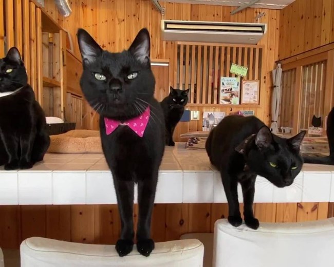 Mèo Mun - Đặc điểm, phân loại và ý nghĩa trong các nền văn hoá - 8