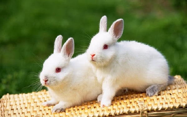 Cách nuôi thỏ đúng kỹ thuật giúp thỏ khoẻ phát triển tốt - 4