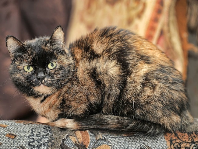 Mèo Tam thể - Nguồn gốc, đặc điểm và cách nuôi - 6