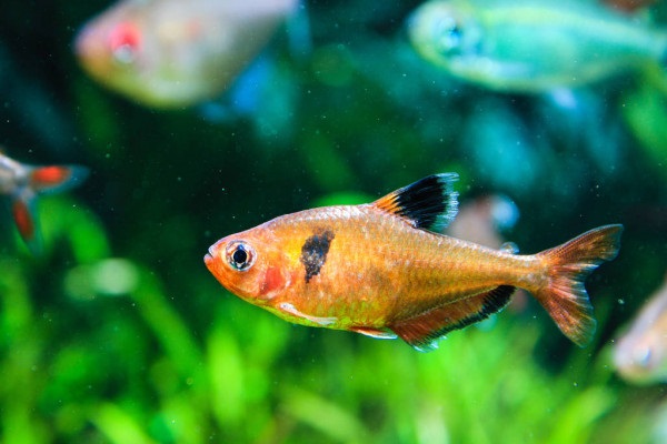 20 Loài cá cảnh nhỏ đẹp, dễ nuôi cho bể cá của bạn