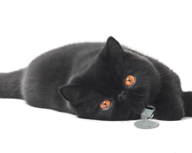 Mèo Mun - Đặc điểm, phân loại và ý nghĩa trong các nền văn hoá - 12