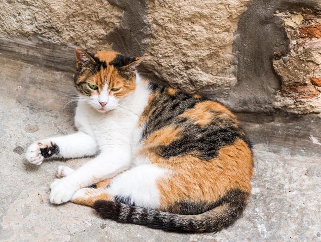 Mèo Tam thể - Nguồn gốc, đặc điểm và cách nuôi - 1