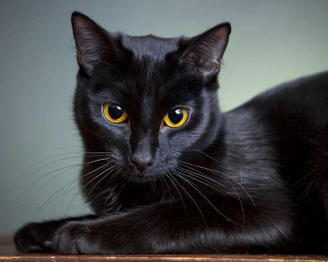 Mèo Mun - Đặc điểm, phân loại và ý nghĩa trong các nền văn hoá - 1