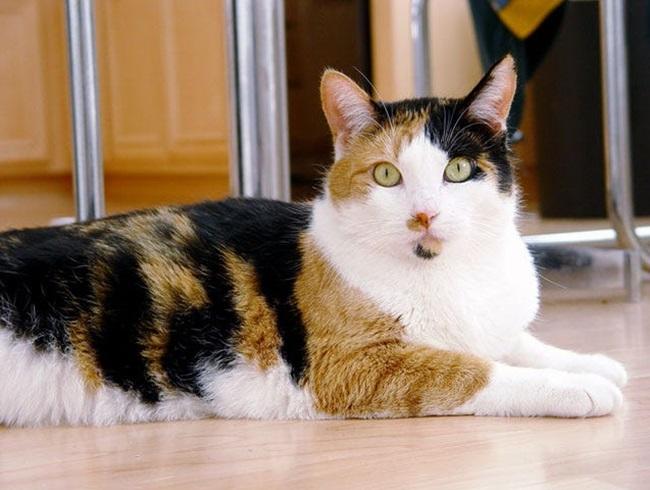 Mèo Tam thể - Nguồn gốc, đặc điểm và cách nuôi - 4