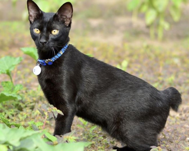 Mèo Mun - Đặc điểm, phân loại và ý nghĩa trong các nền văn hoá - 13