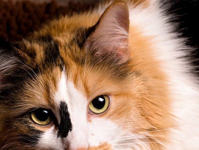 Hình ảnh mèo tam thể Mèo lông 3 màu đẹp đáng yêu nhất