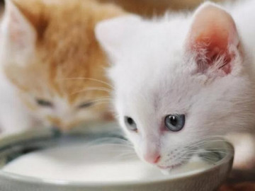 Mèo bị tiêu chảy có sao không? Nguyên nhân, triệu chứng và cách chữa