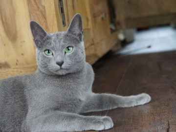Mèo Nga mắt xanh: Nguồn gốc, đặc điểm, giá bán và cách nuôi