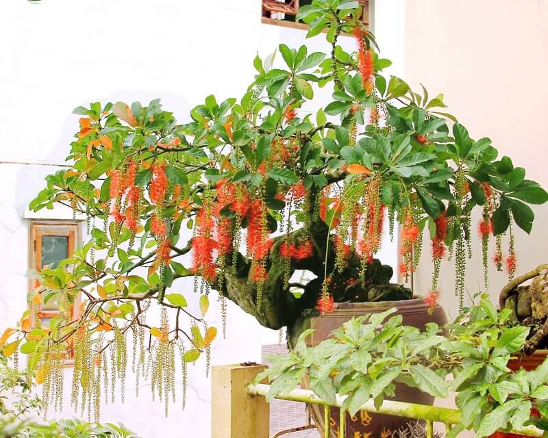 Cách trồng cây lộc vừng trong chậu tại nhà hợp phong thủy