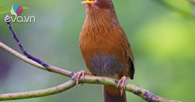 Chim Họa mi - Đặc điểm, cách chọn chim và cách nuôi