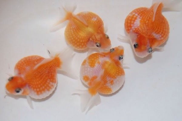 Cá Ping Pong: Đặc điểm, cách nuôi và cách phòng bệnh - 4