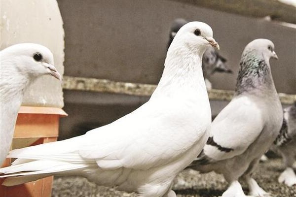 Kỹ thuật và cách nuôi chim bồ câu thành công cho người mới bắt đầu |  Cleanipedia
