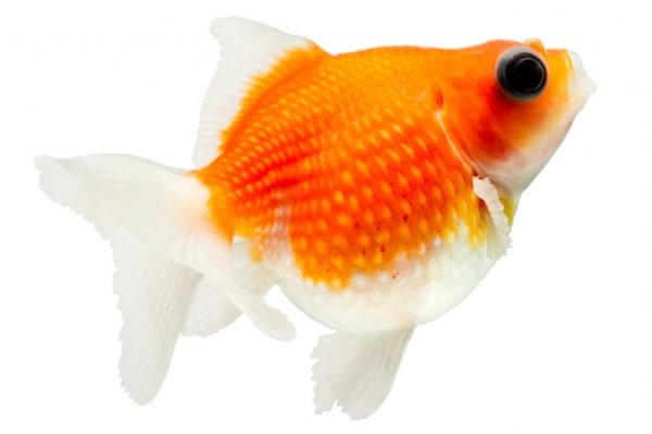 Cá Ping Pong: Đặc điểm, cách nuôi và cách phòng bệnh - 1