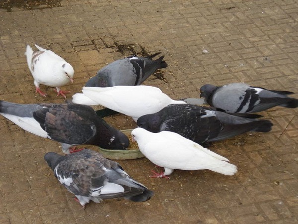 Tổng hợp những thông tin về đặc điểm, cách nuôi chim bồ câu