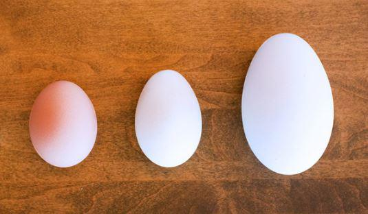 Bà bầu ăn trứng ngỗng có tác dụng gì, ăn vào tháng thứ mấy và bao nhiêu thì tốt? - 1