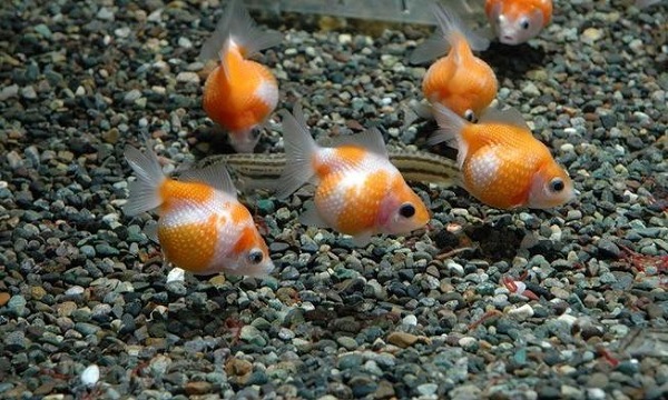 Cá Ping Pong: Đặc điểm, cách nuôi và cách phòng bệnh - 3