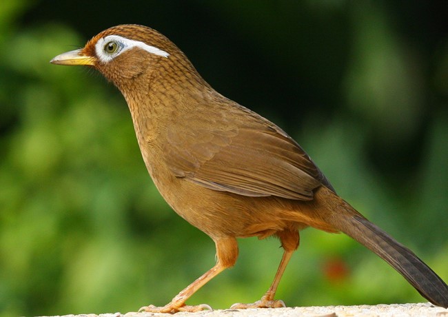 Chim thuỷ tổ là gì? Nguồn gốc, đặc điểm ngoại hình ra sao?