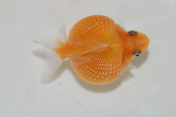 Cá Ping Pong: Đặc điểm, cách nuôi và cách phòng bệnh - 2