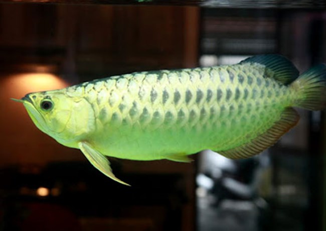 Cá rồng - Đặc điểm, phân loại và cách nuôi cá khỏe mạnh - 5