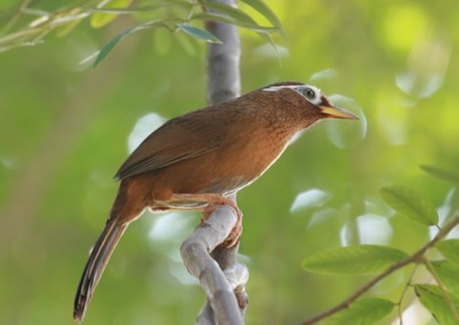 Chim Sơn Ca và Họa Mi là 2 loài hay 1 - RUNGASIA.COM