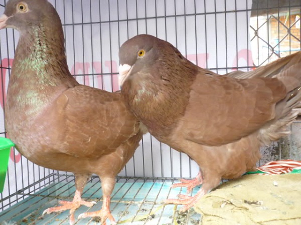 Chim Bồ Câu: Đặc điểm, phân loại, cách nuôi và một số sự thật thú vị - 6