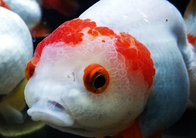 Cá Ranchu - Đặc điểm, cách nuôi và phòng bệnh cho cá khỏe