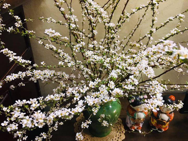 Hoa Tuyết Mai - Ý nghĩa và cách cắm hoa trang trí ngày Tết - 1
