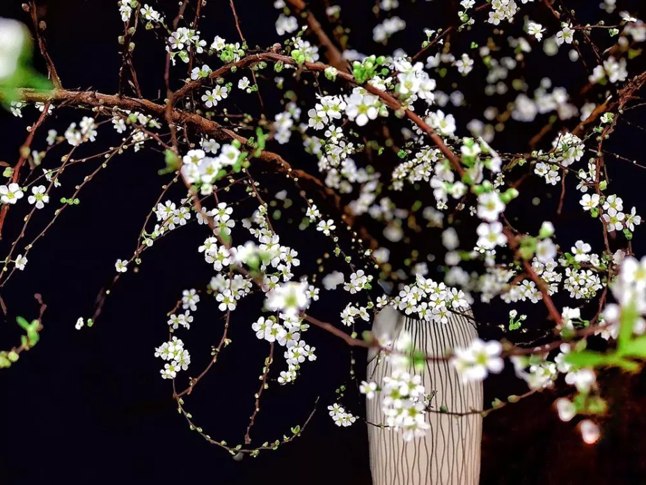 Hoa Tuyết Mai - Ý nghĩa và cơ hội cắm hoa tô điểm ngày Tết - 10