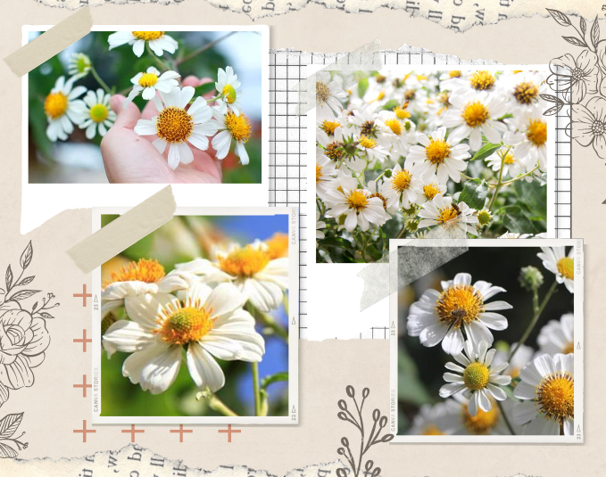 Hoa dã quỳ: Đặc điểm, ý nghĩa và kinh nghiệm check-in đẹp lung linh - 5