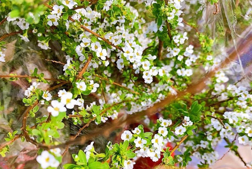 Hoa Tuyết Mai - Ý nghĩa và cơ hội cắm hoa tô điểm ngày Tết - 9