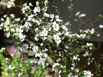 Hoa Tuyết Mai - Ý nghĩa và cách cắm hoa trang trí ngày Tết
