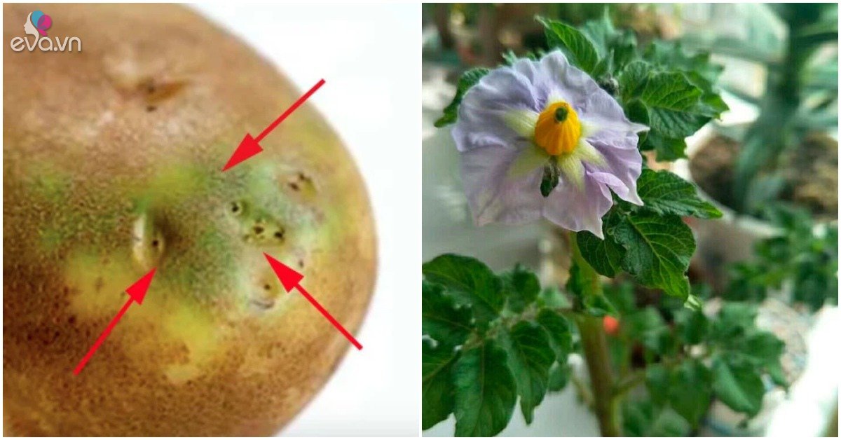 Read more about the article Đừng vứt củ khoai tây mọc mầm, chôn chúng trong chậu 7 ngày sau liền nảy mầm, nở hoa đẹp
