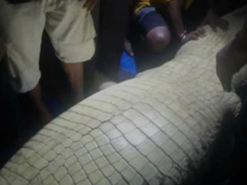 Thấy bụng cá sấu 4m phình to bất thường, người dân hãi hùng khi mổ bụng kiểm tra