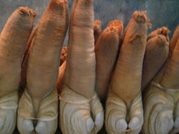 Loài hải sản nhìn "ngượng đỏ mặt", ở Việt Nam 650.000/kg được ví như "thần dược"