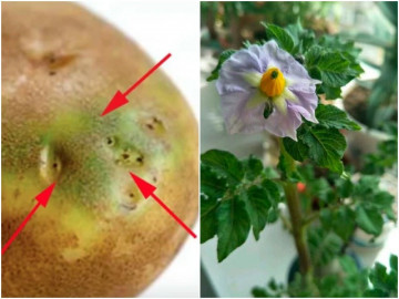 Đừng vứt củ khoai tây mọc mầm, chôn chúng trong chậu 7 ngày sau liền nảy mầm, nở hoa đẹp