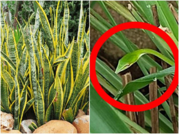 Rắn cực kỳ hãi hương thơm của 3 loại cây này, trồng ở ban công ko nên hãi bọn chúng trườn vô nhà