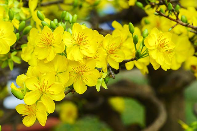 20 loài hoa đẹp nhất thế giới, số 3 ở Việt Nam mọc đầy - 7