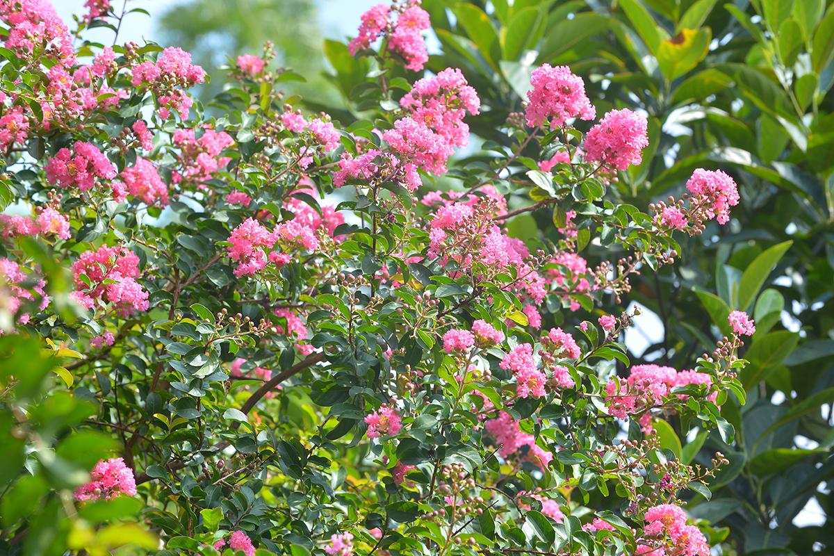20 loài hoa đẹp nhất thế giới, số 3 ở Việt Nam mọc đầy - 21