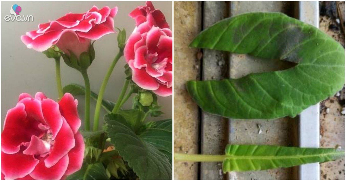 Read more about the article Loại hoa này “quá ngoan cường”, lá bị cắt nát vẫn có thể mọc lên trong đất, nở hoa đẹp