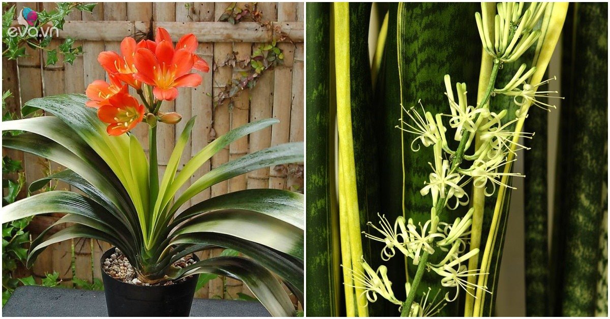 Read more about the article Giữ 3 loại hoa này ở nhà sẽ phát tài, mọc bụi to “nứt” chậu, hoa chơi được 100 ngày