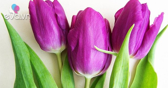 Read more about the article Hoa Tulip – Nguồn gốc, đặc điểm và ý nghĩa ẩn giấu đằng sau mỗi sắc hoa