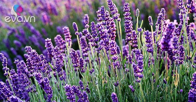 Read more about the article Hoa oải hương – Nguồn gốc, ý nghĩa, cách trồng và chăm sóc hoa Lavender