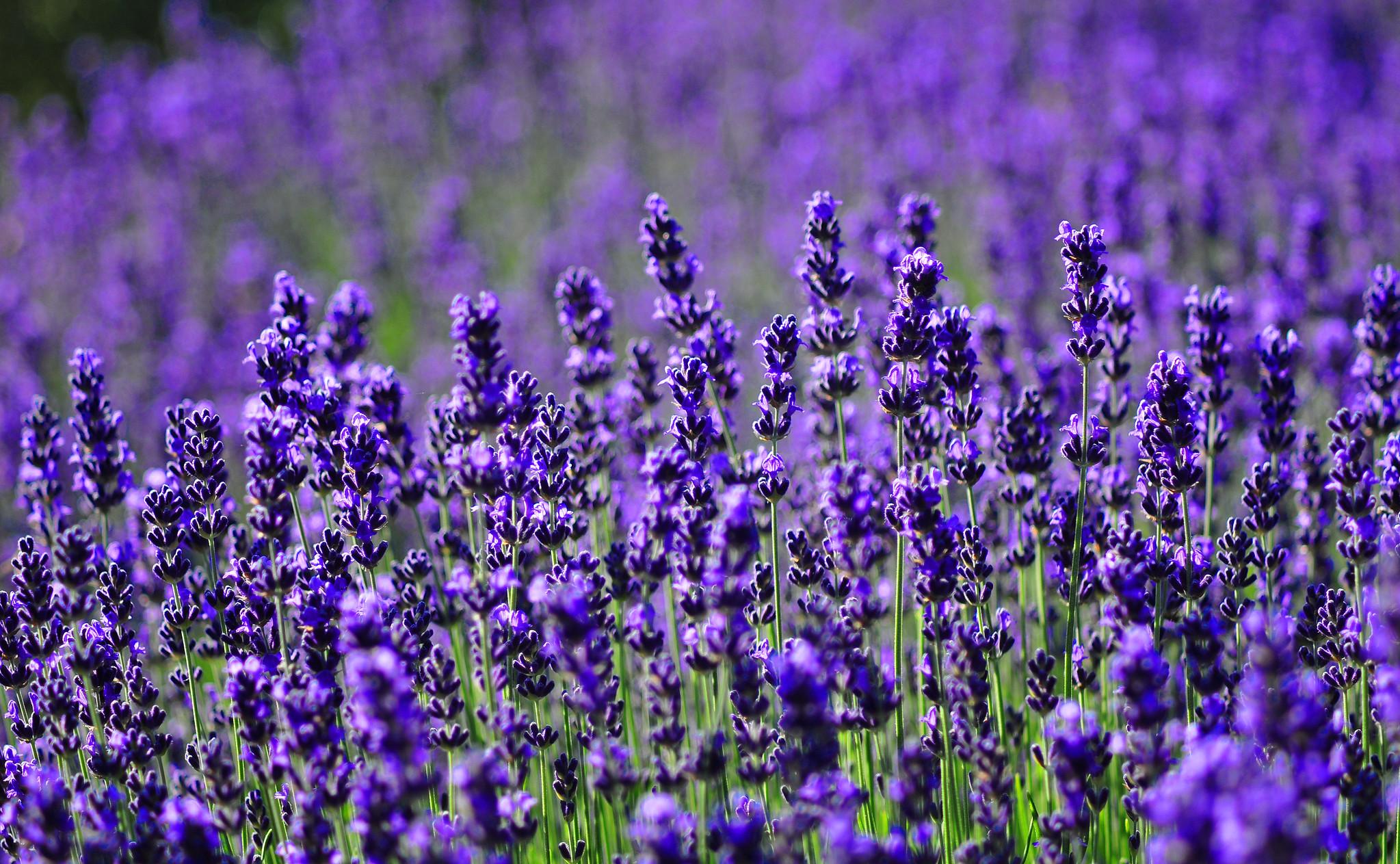 Hoa Oải Hương - Nguồn Gốc, Ý Nghĩa, Cách Trồng Và Chăm Sóc Hoa Lavender