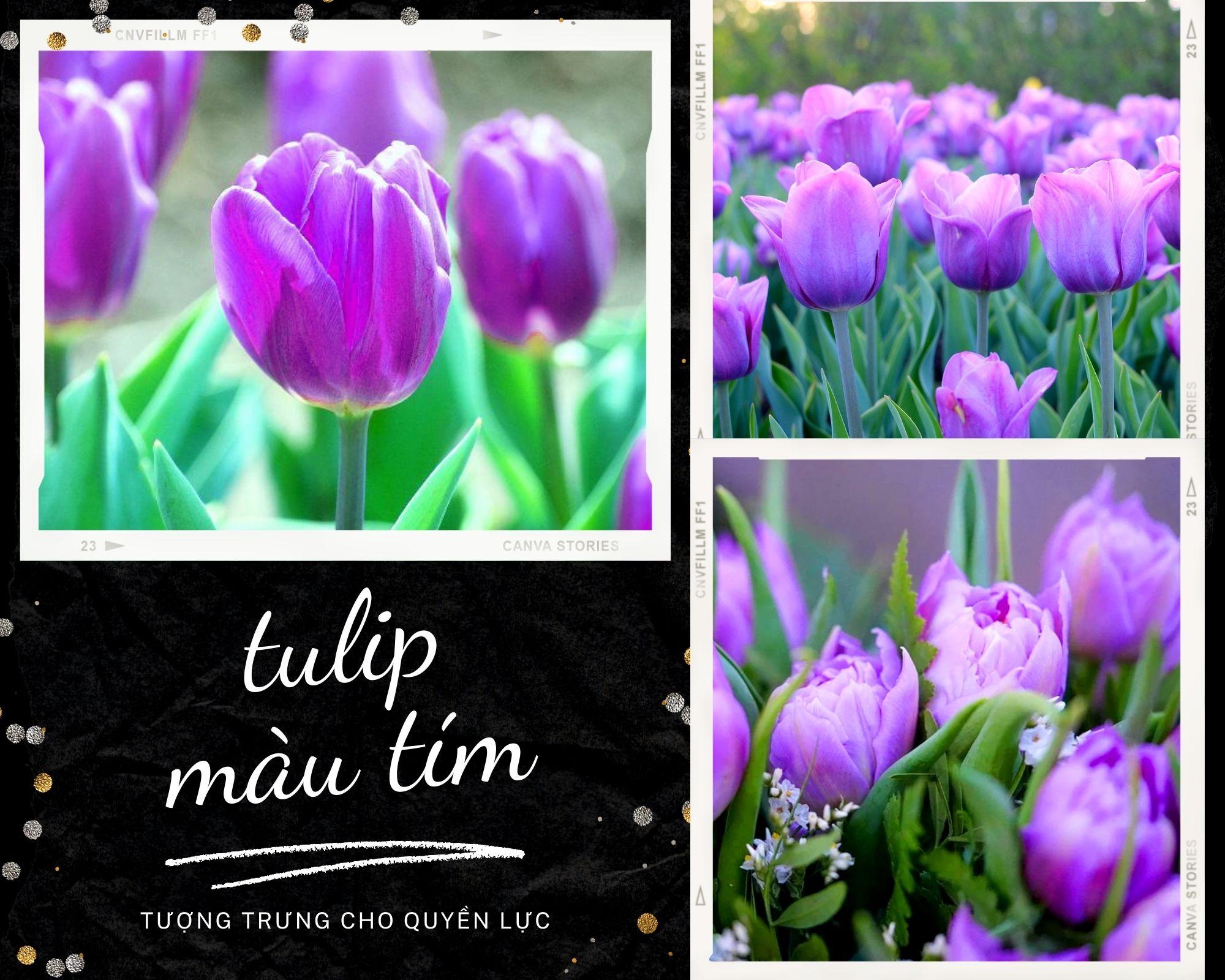 Hoa Tulip Ngu N G C C I M V Ngh A N Gi U Ng Sau M I S C Hoa