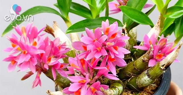 Read more about the article Lan dendro – Phân loại, cách trồng và chăm sóc cho hoa quanh năm