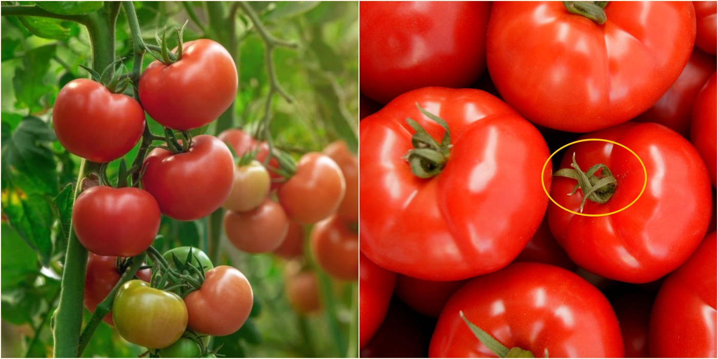 2 cách làm tương cà chua ngon để được lâu tại nhà đơn giản - 1